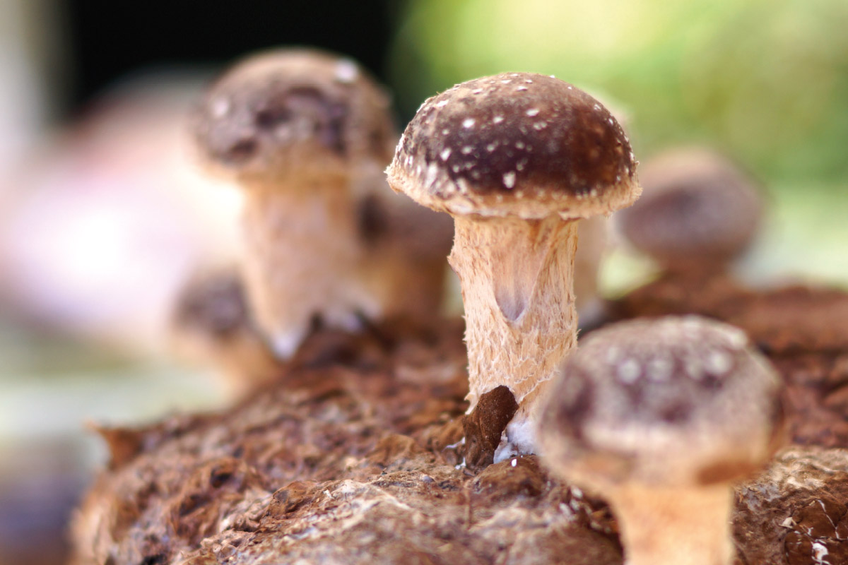 Cogumelos de Friburgo